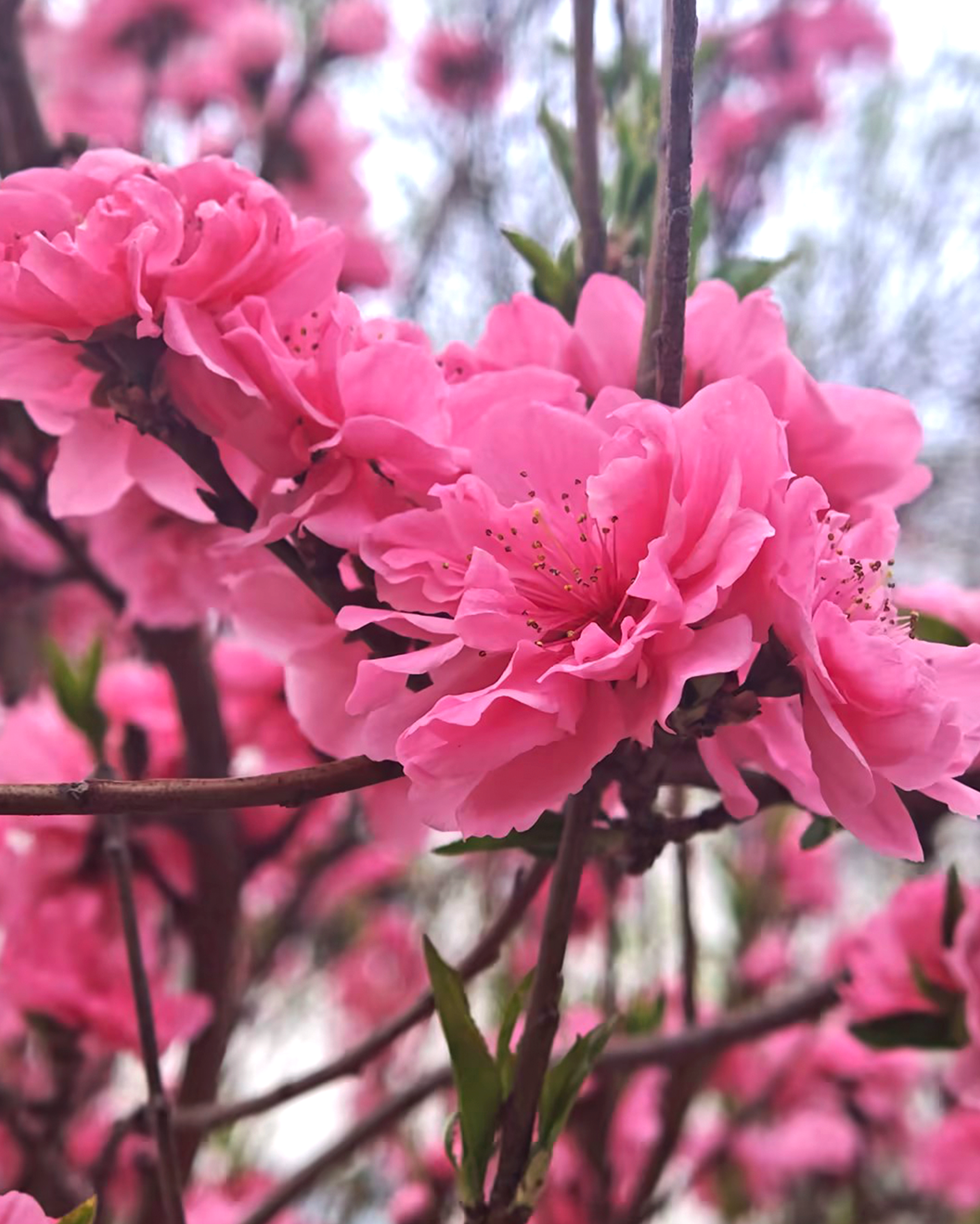 ������̳-���׵Ĳ�����-ʮ�󲤲�������ƽ̨-��������̳